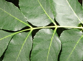 plant_image