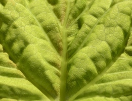 plant_image